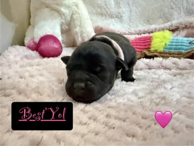 Les chiots de Staffordshire Bull Terrier