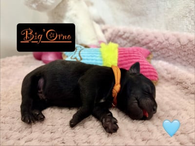 Les chiots de Staffordshire Bull Terrier
