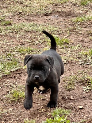 Les chiots de Staffordshire Bull Terrier