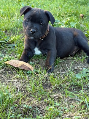 Les chiots de Staffordshire Bull Terrier
