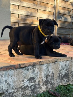 Les chiots de Staffordshire Bull Terrier