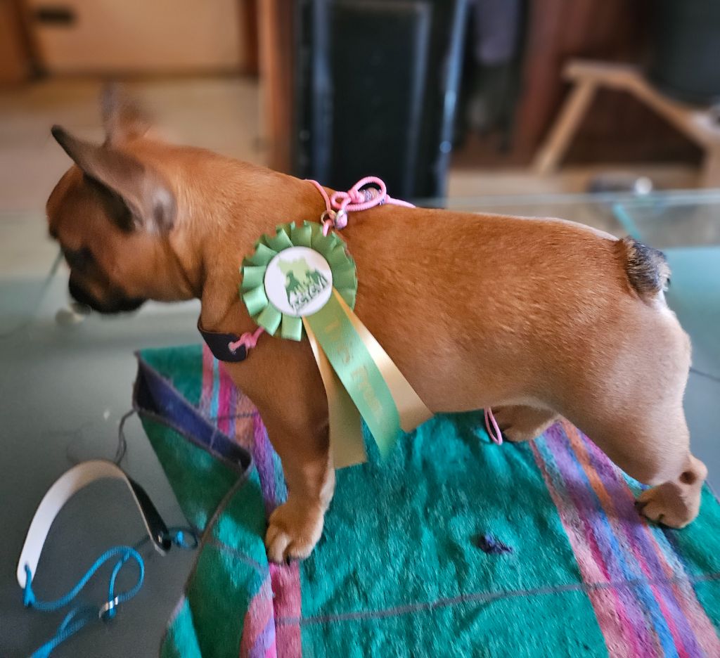 Angel du domaine de Bodaway