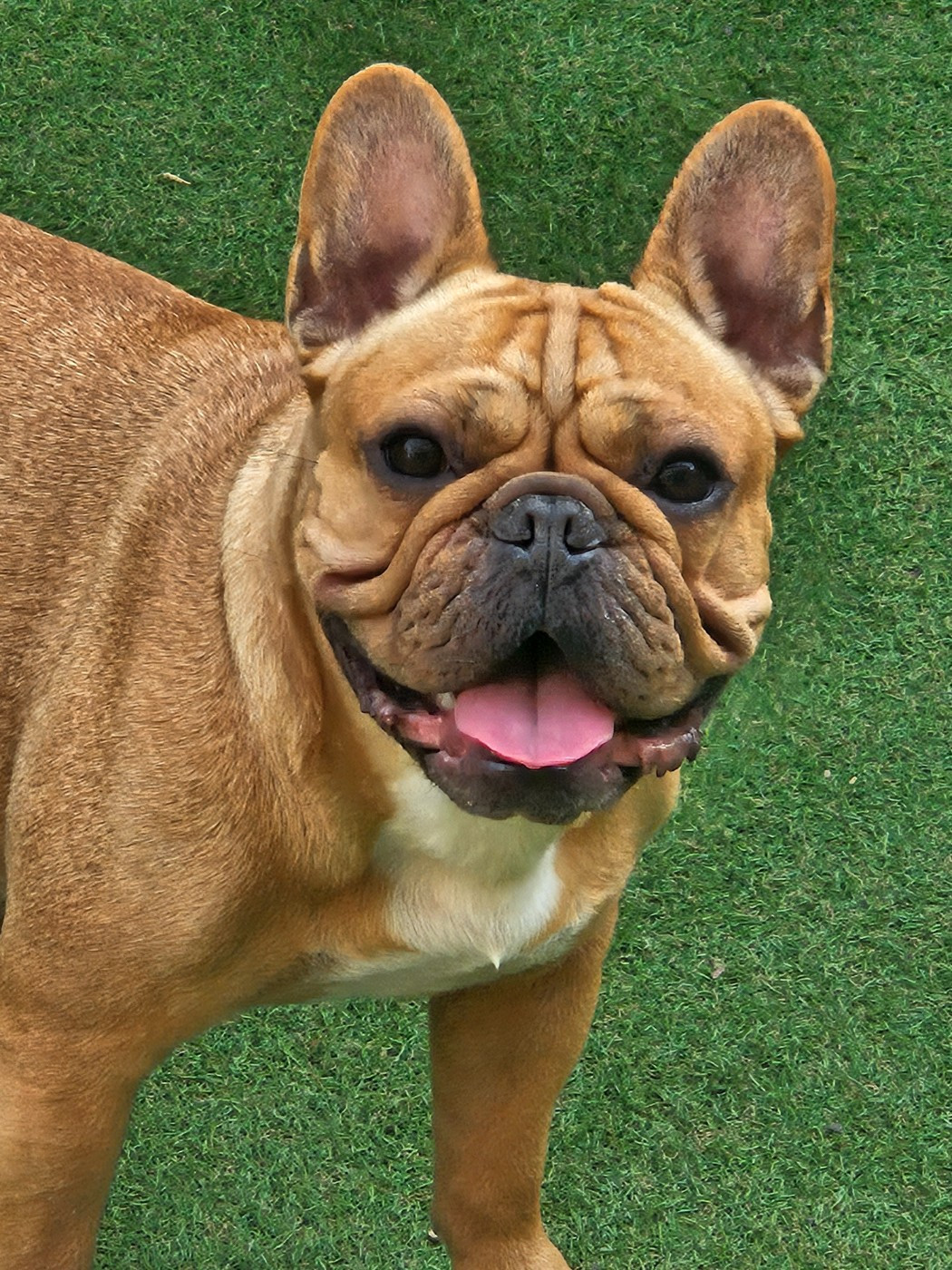 Tchikita (Sans Affixe)