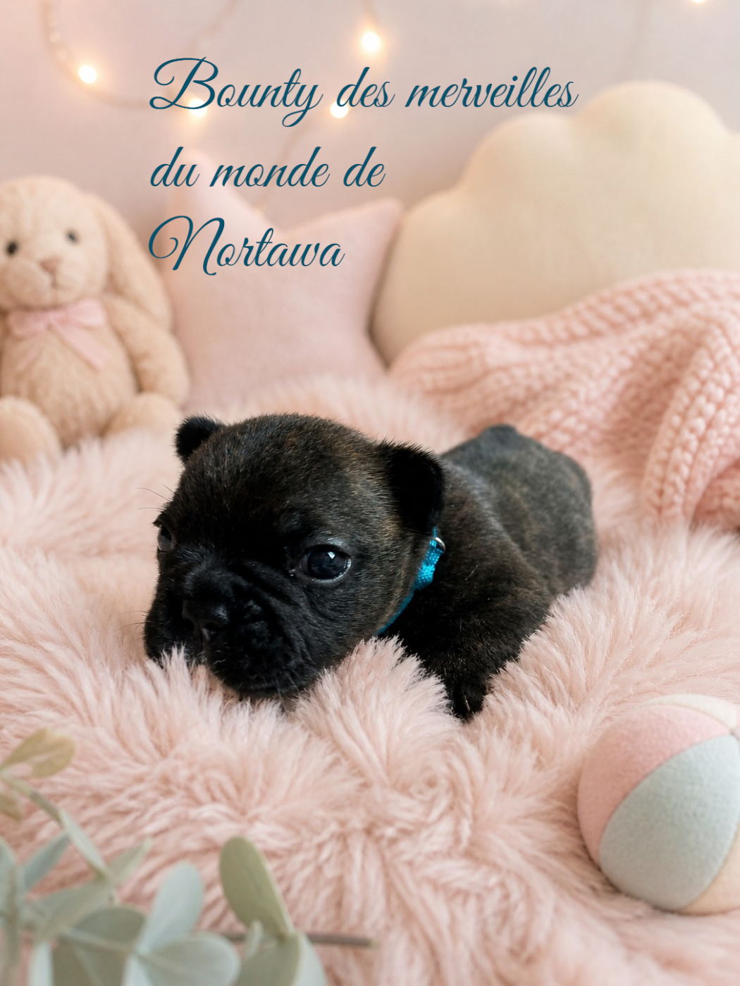 Bounty - Bouledogue français