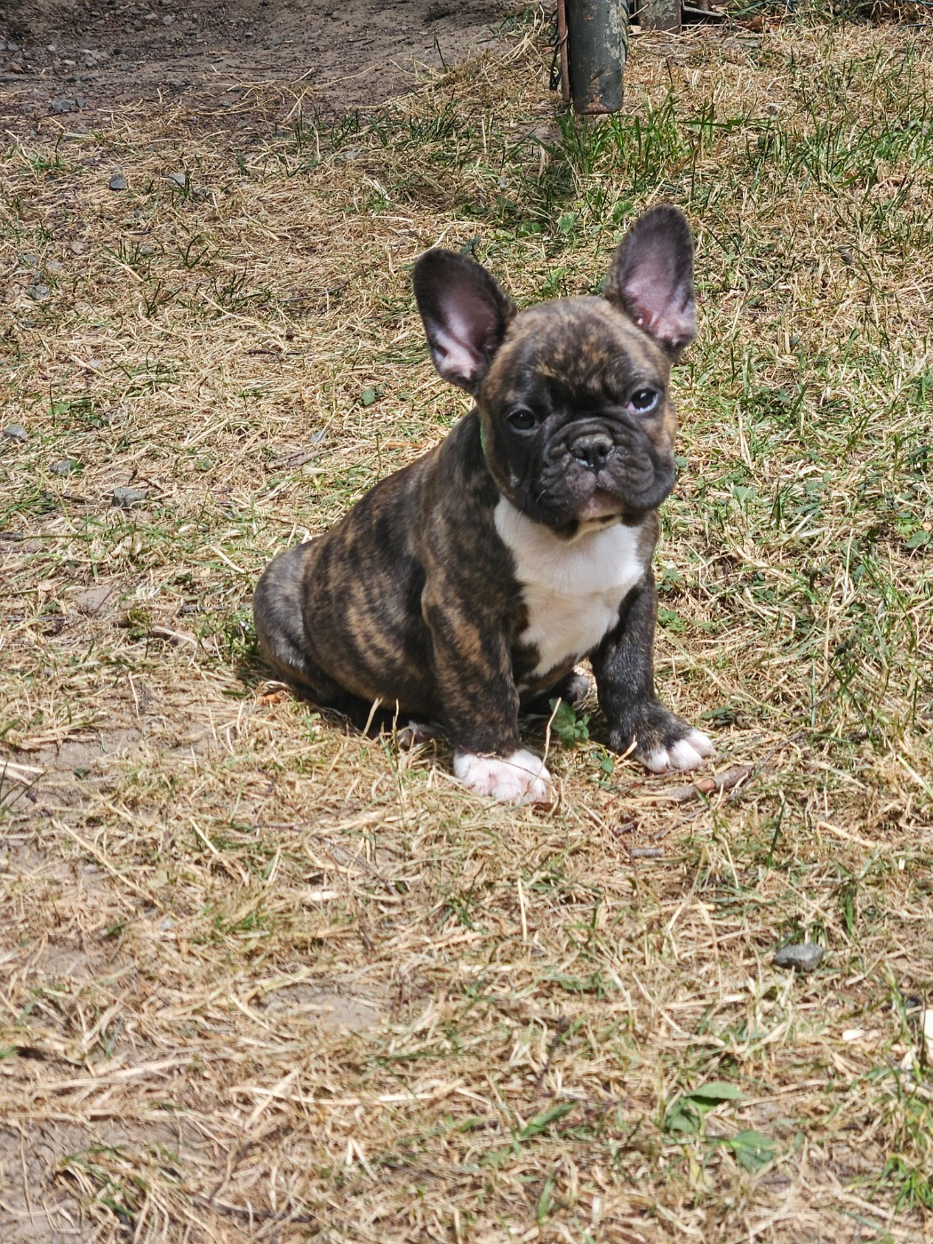 Bandit