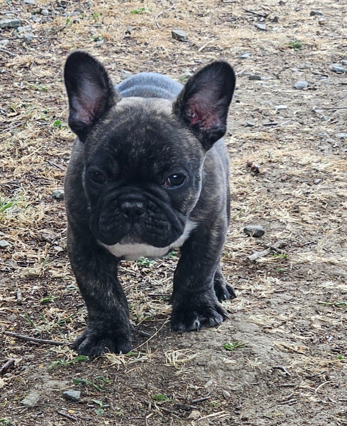 Boris