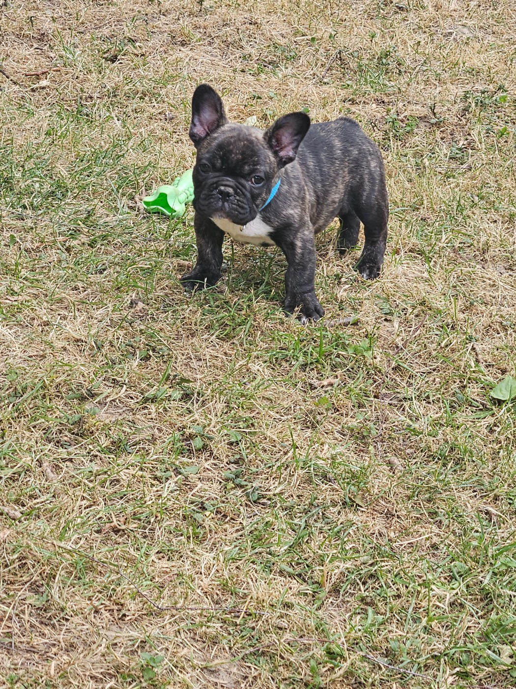 Boris