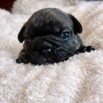 Bouledogue français