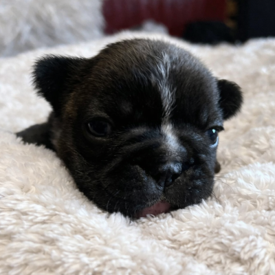 Alba - Bouledogue français