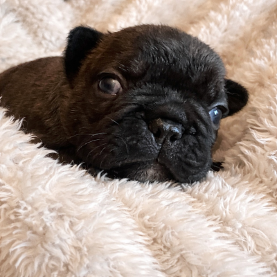 Les chiots de Bouledogue français