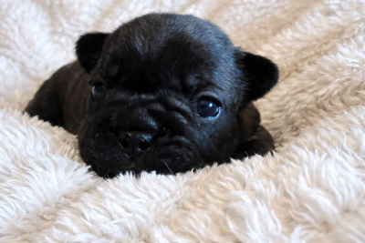 Les chiots de Bouledogue français