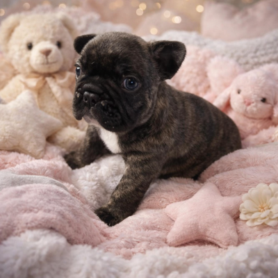 Les chiots de Bouledogue français
