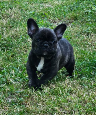 Les chiots de Bouledogue français