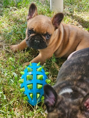 Les chiots de Bouledogue français