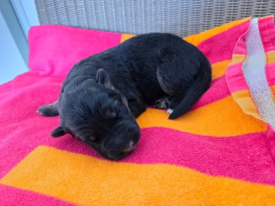 Les chiots de Berger Allemand Poil Long