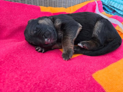 Les chiots de Berger Allemand Poil Long