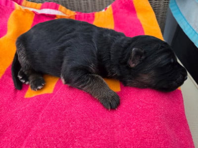 Les chiots de Berger Allemand Poil Long