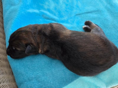 Les chiots de Berger Allemand Poil Long