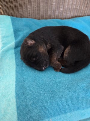 Les chiots de Berger Allemand Poil Long