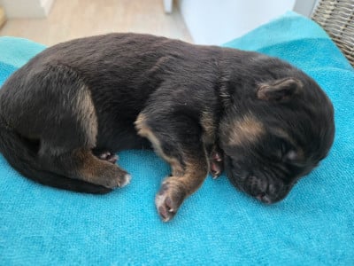 Les chiots de Berger Allemand Poil Long