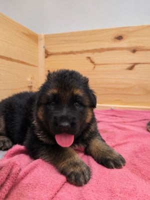 Les chiots de Berger Allemand Poil Long