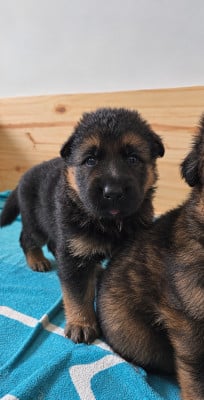 Les chiots de Berger Allemand Poil Long