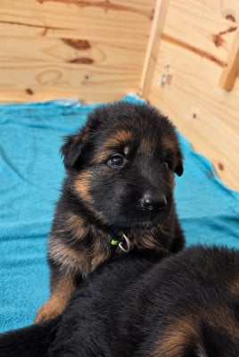 Les chiots de Berger Allemand Poil Long