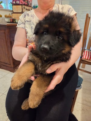 Les chiots de Berger Allemand Poil Long