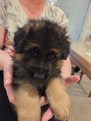 Les chiots de Berger Allemand Poil Long