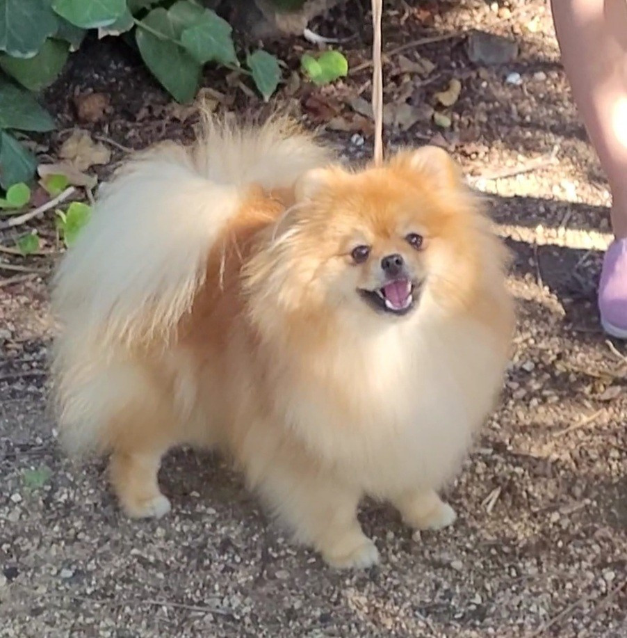 Simona Des Etoiles Du Pays Des Volcans