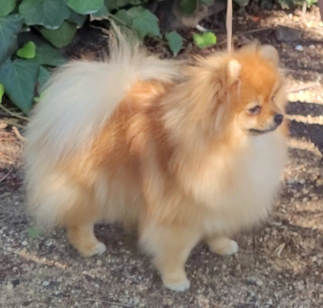 Simona Des Etoiles Du Pays Des Volcans