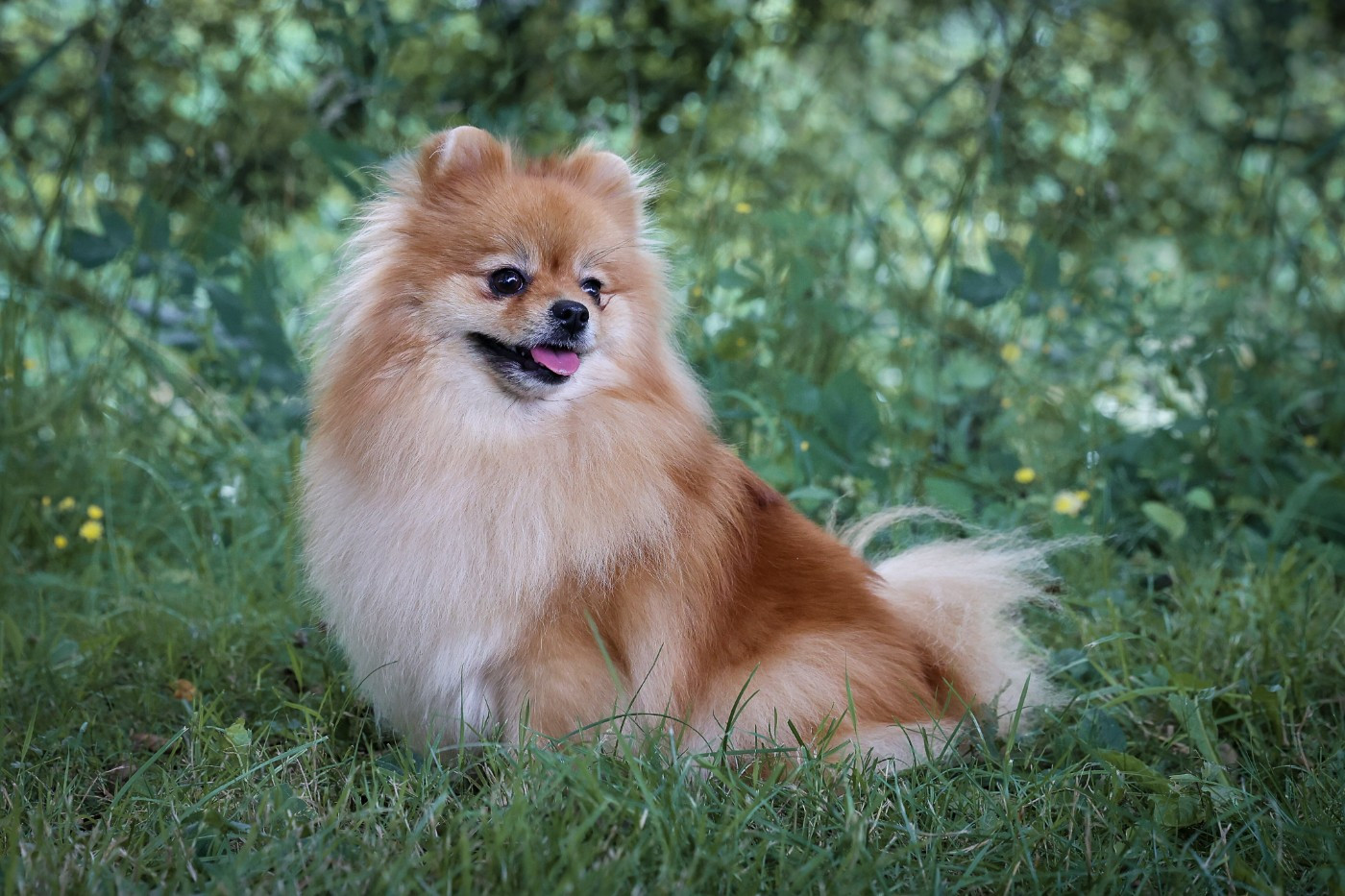 Simona Des Etoiles Du Pays Des Volcans
