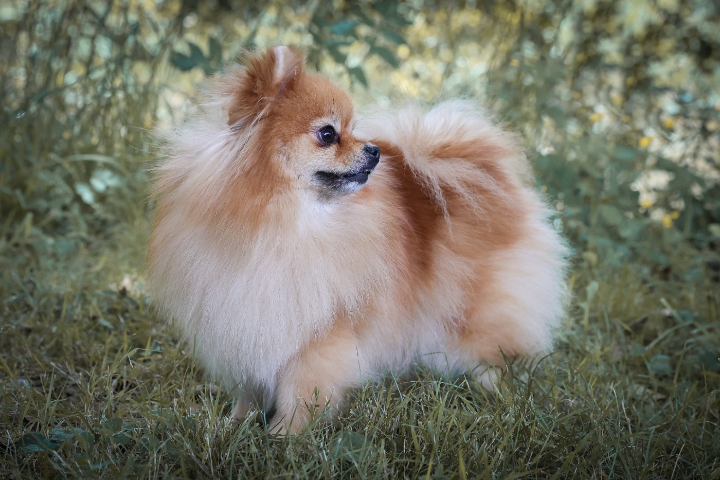 Simona Des Etoiles Du Pays Des Volcans