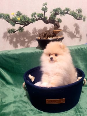 Spitz allemand