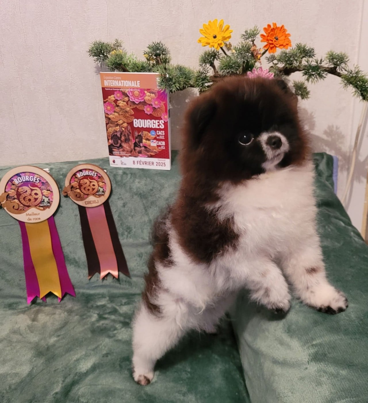 GRUMAND iz zolotogo sunduchka - 1 excellent, CACIB-J, Meilleur jeune