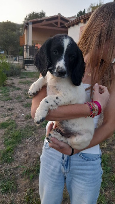 Les chiots de English Springer Spaniel