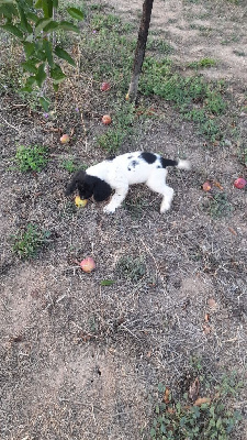 Les chiots de English Springer Spaniel