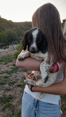 Les chiots de English Springer Spaniel