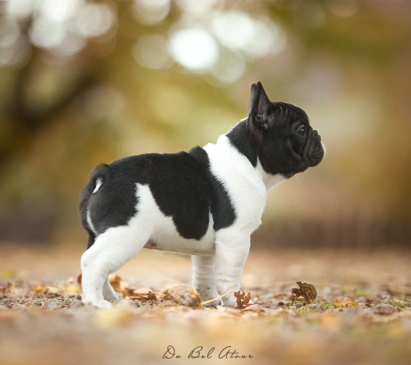 ANASTASIA DI BEL ATOUR