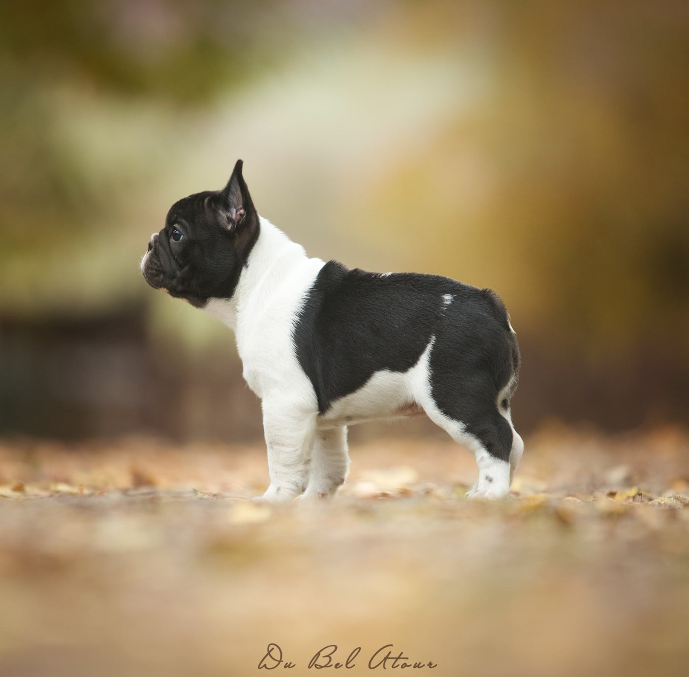 ANASTASIA DI BEL ATOUR