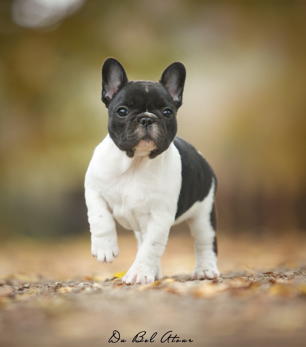 ANASTASIA DI BEL ATOUR