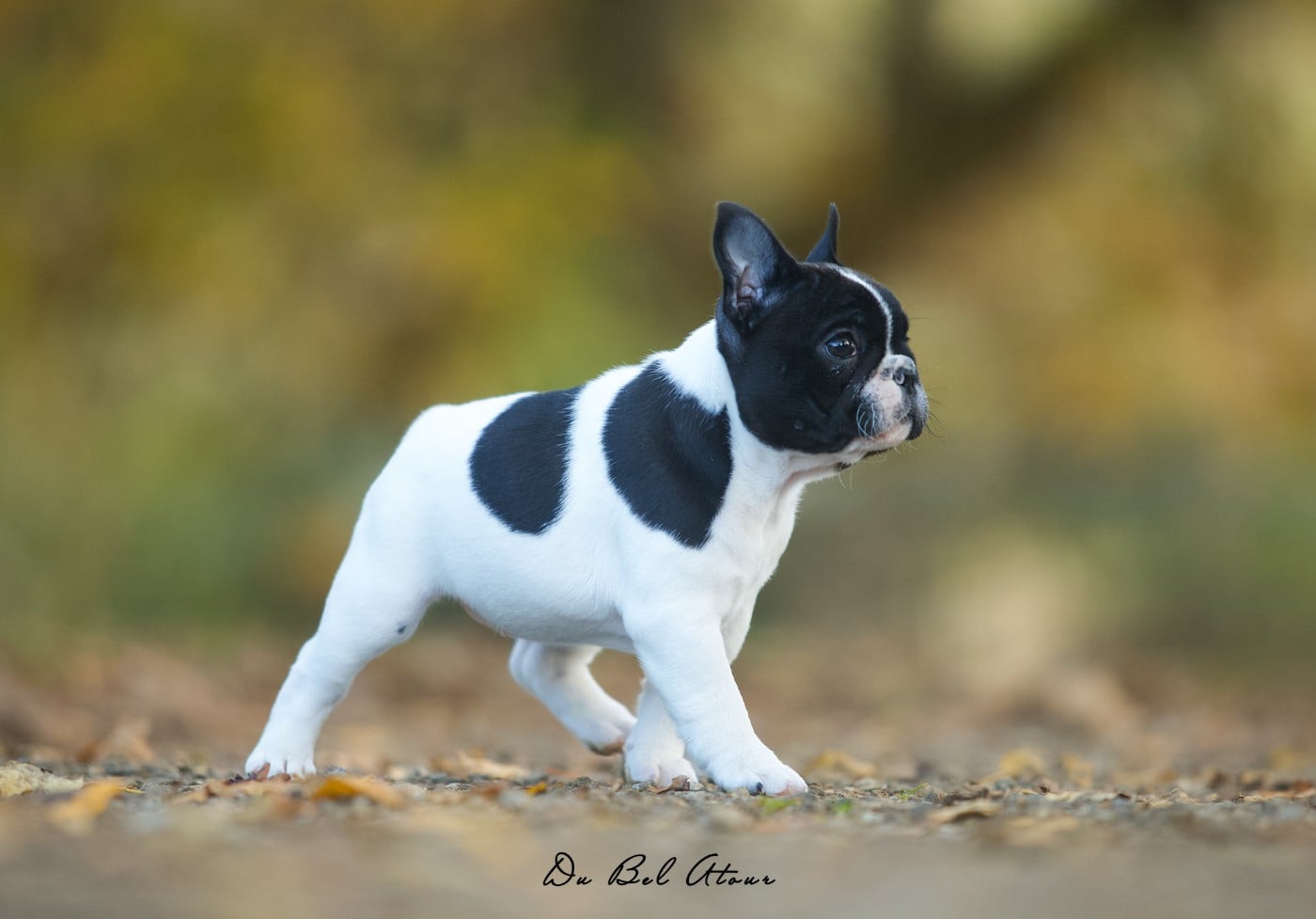 ADELINA DU BEL ATOUR