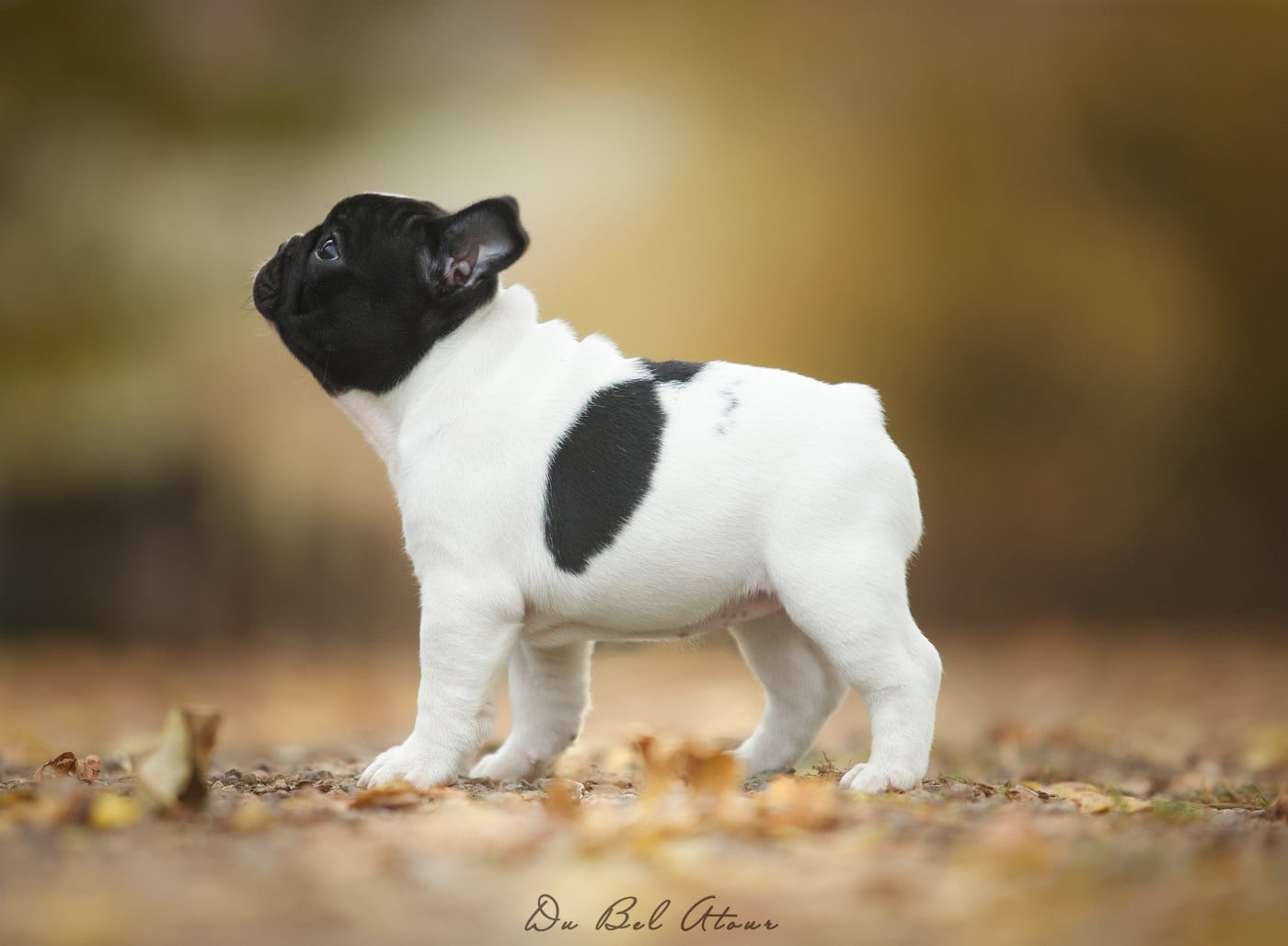 ADELINA DU BEL ATOUR