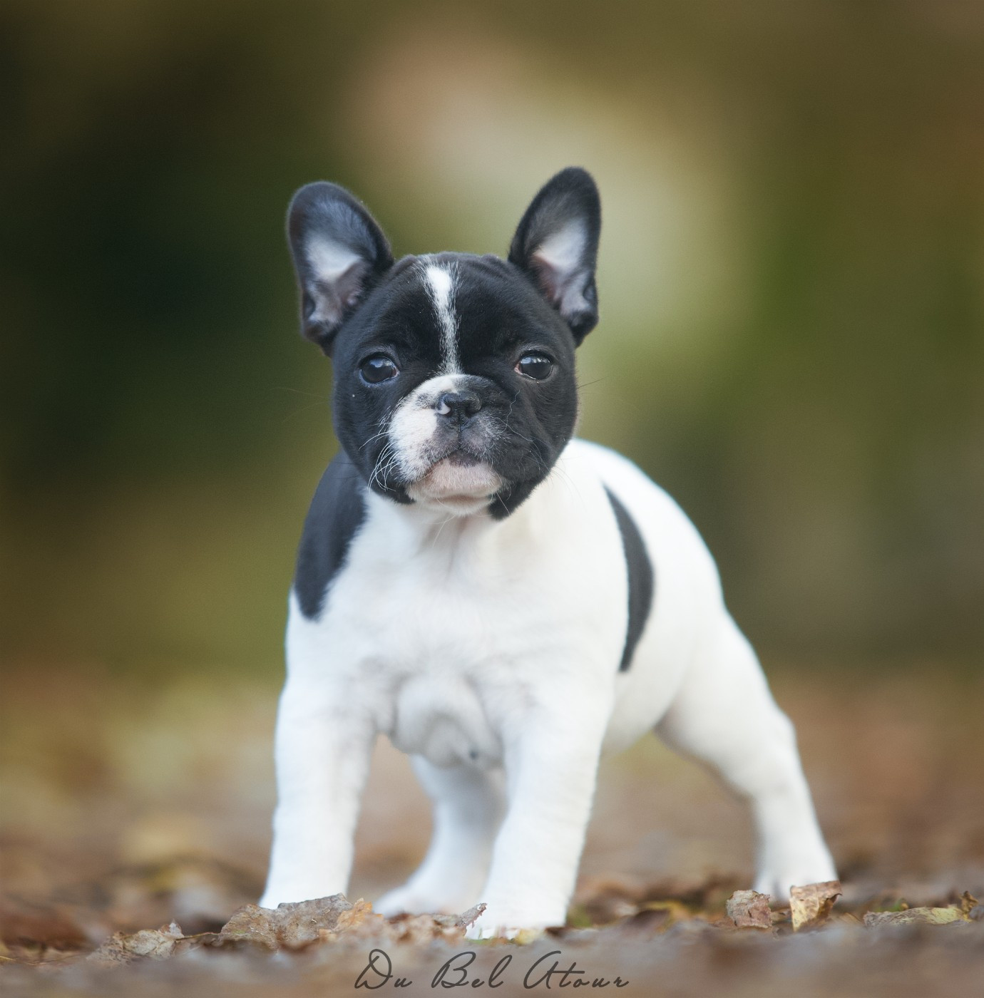 ADELINA DU BEL ATOUR