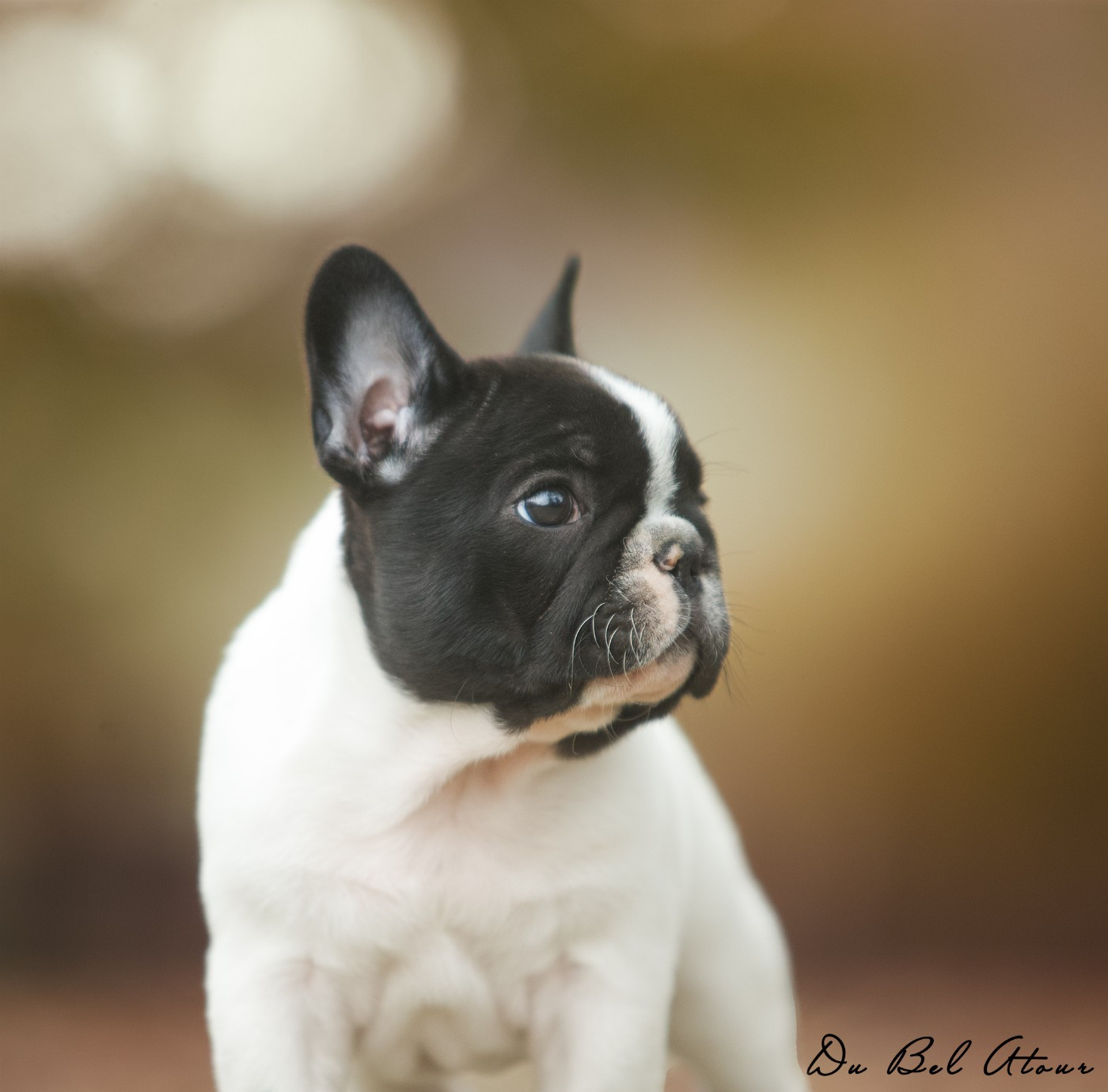 ANGELINA DU BEL ATOUR