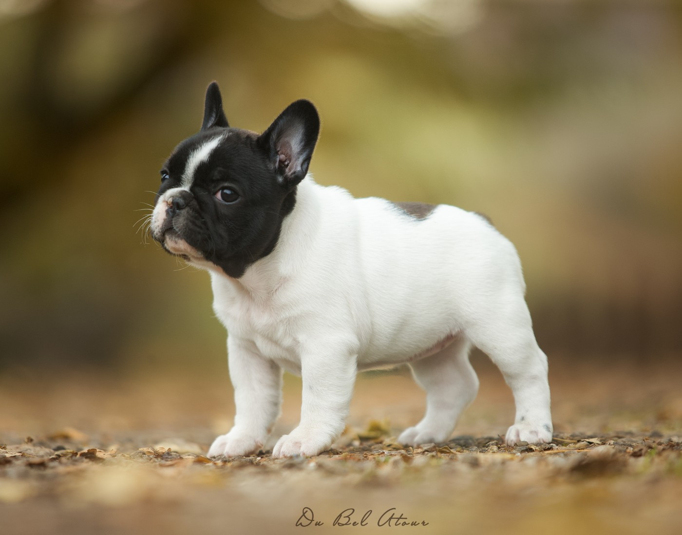 ANGELINA DU BEL ATOUR