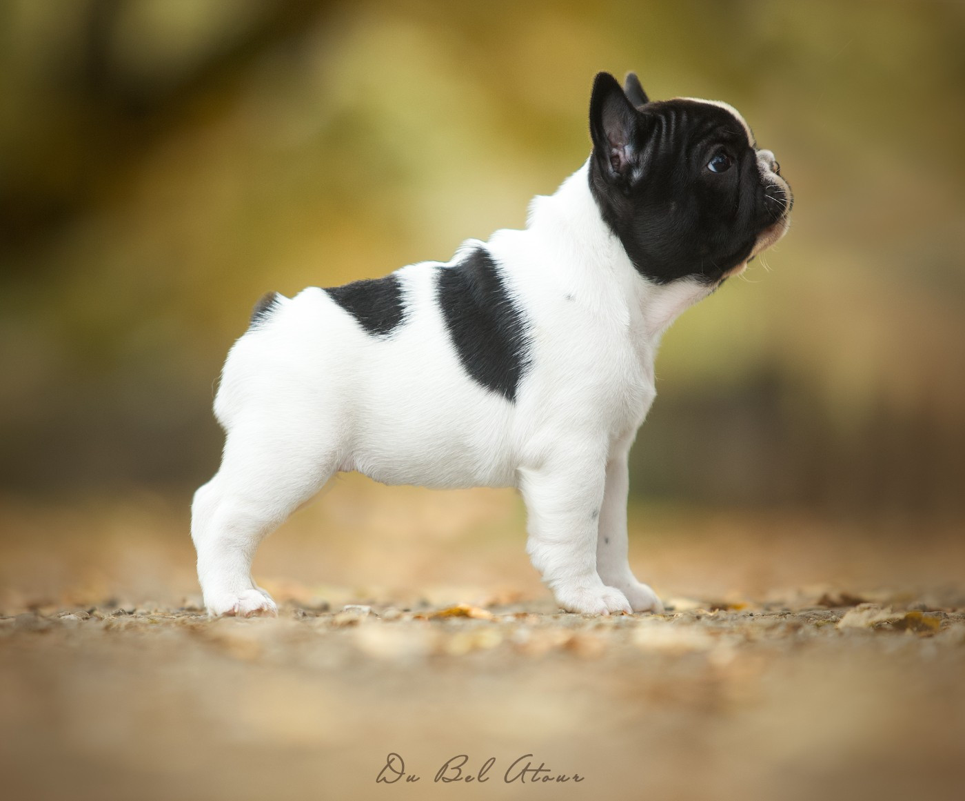 ANGELINA DU BEL ATOUR