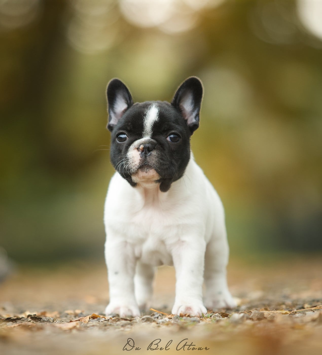 ANGELINA DU BEL ATOUR