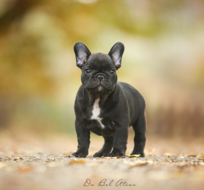 Les chiots de Bouledogue français