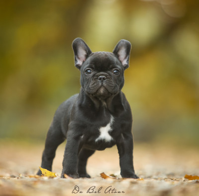 Les chiots de Bouledogue français